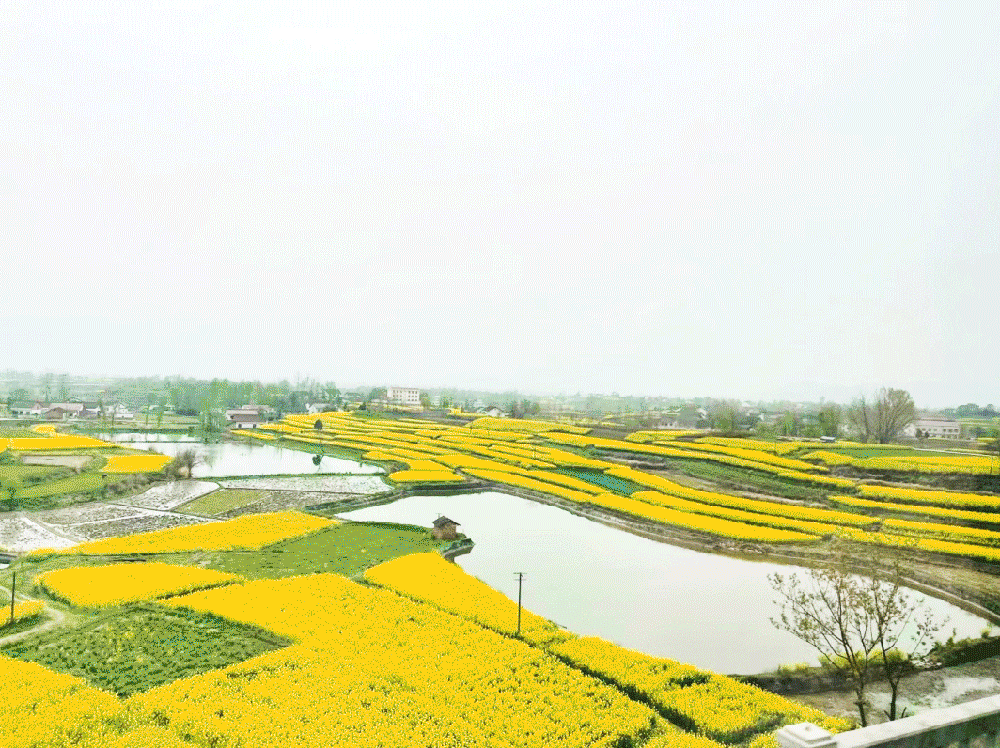 川西最大濕地公園——云橋濕地.png